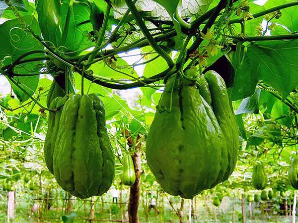 Khám phá ý nghĩa thú vị khi nằm mơ thấy quả su su