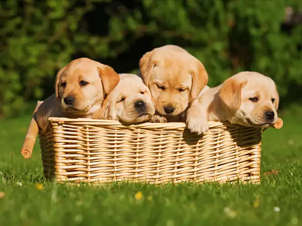 Tìm hiểu điềm báo lành dữ khi nằm mơ thấy đàn chó con
