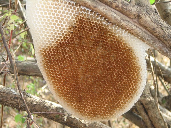 Nằm mơ thấy tổ ong mật, tổ ong vò vẽ là điềm hên hay xui?