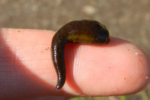 Nằm mơ bị đỉa cắn là điềm gì? Đọc ngay để tránh xui xẻo?