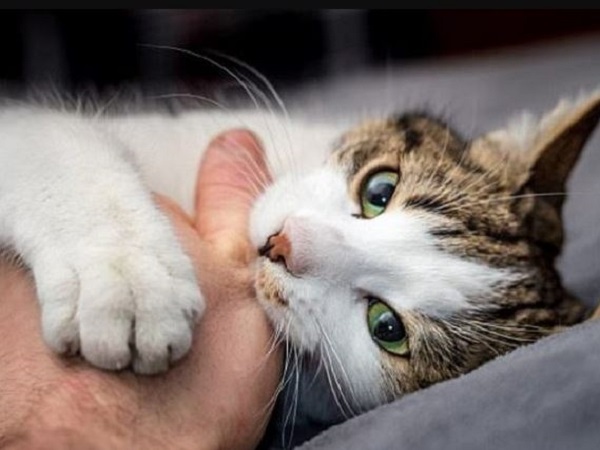 Nằm mơ thấy bị mèo cắn hé lộ điềm gì về cuộc sống của bạn?