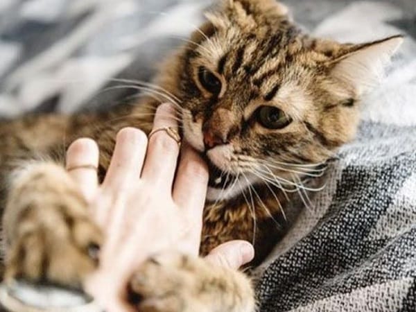 Mơ thấy bị mèo cắn là điềm gì?