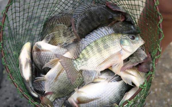 Mơ thấy bắt được nhiều bắt cá chết