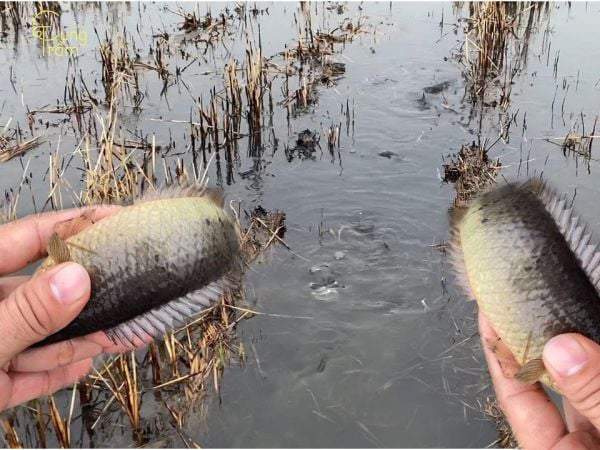 Nằm mơ bắt được nhiều cá là điềm gì, có phải sắp đổi vận?