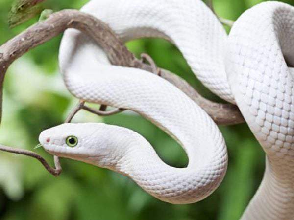 Nằm mơ thấy giết rắn là điềm gì và có con gì vượng phát?