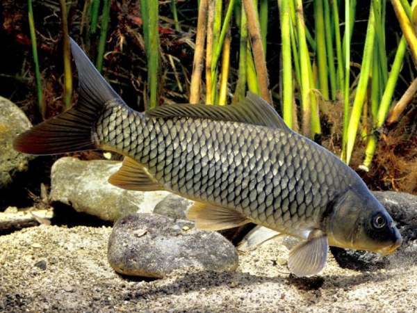 Cá chép số mấy, hé lộ con số may mắn và ý nghĩa chi tiết