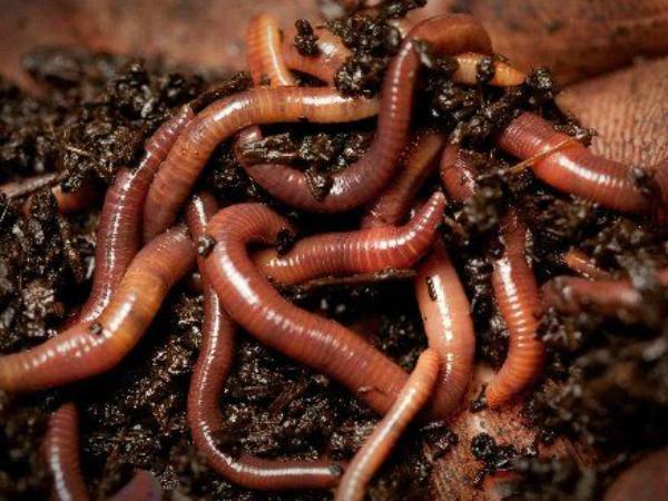 Ý nghĩa của con giun trong đời sống