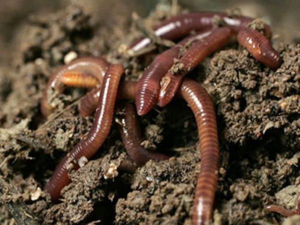 Con giun số mấy, giải mã con số và ý nghĩa liên quan