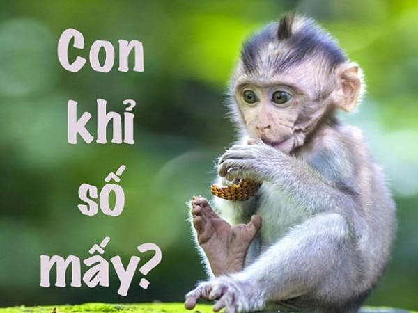 Con khỉ số mấy? Khám phá ý nghĩa khi mơ thấy khỉ tốt xấu Con khỉ số mấy? Khám phá ý nghĩa khi mơ thấy khỉ tốt xấu