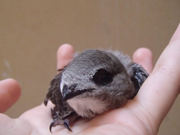 Giải mã nằm mơ thấy chim bay vào người đánh con gì, số mấy may mắn?