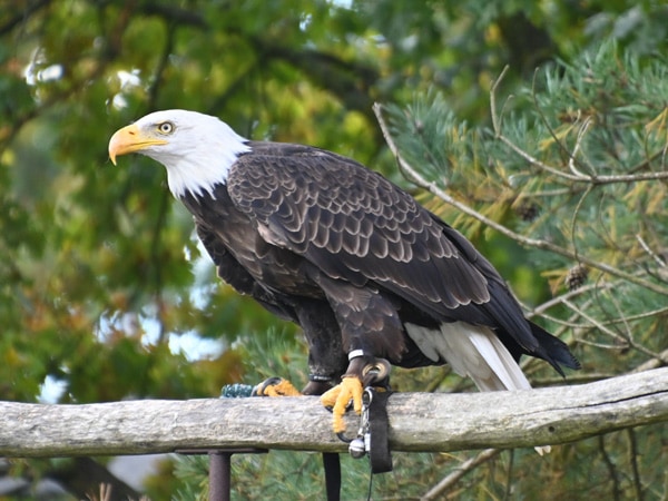 Chi tiết nằm mơ thấy chim đại bàng số mấy trúng thưởng? Chi tiết nằm mơ thấy chim đại bàng số mấy trúng thưởng?