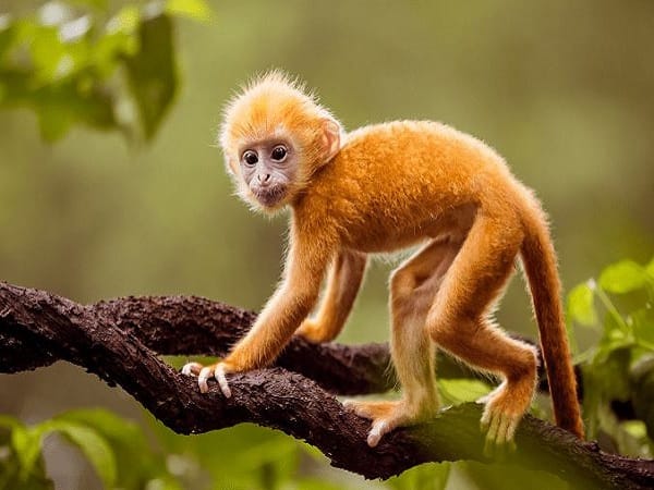 Ý nghĩa biểu tượng của con khỉ trong tâm linh