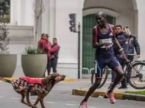 Nằm mơ thấy chó dí là điềm gì, có phải cảnh báo xui xẻo?