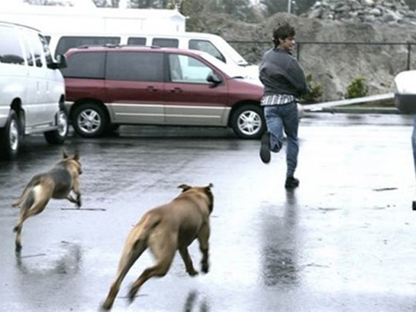 Nằm mơ thấy chó dí là điềm gì, có phải cảnh báo xui xẻo?