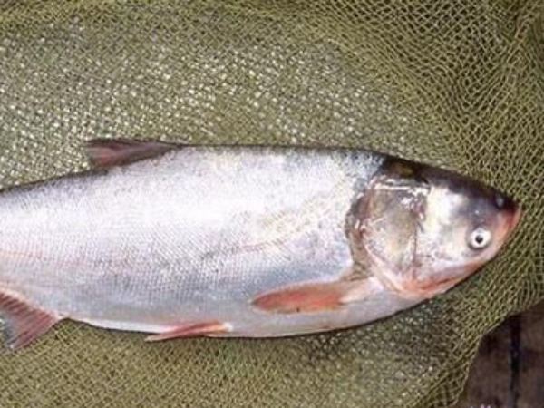 Mơ thấy cá mè trắng chết Mơ thấy cá mè trắng chết