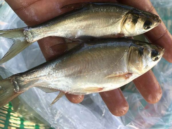 Mơ thấy cá mè trắng dấu hiệu tài lộc hay lời cảnh báo? Mơ thấy cá mè trắng dấu hiệu tài lộc hay lời cảnh báo?