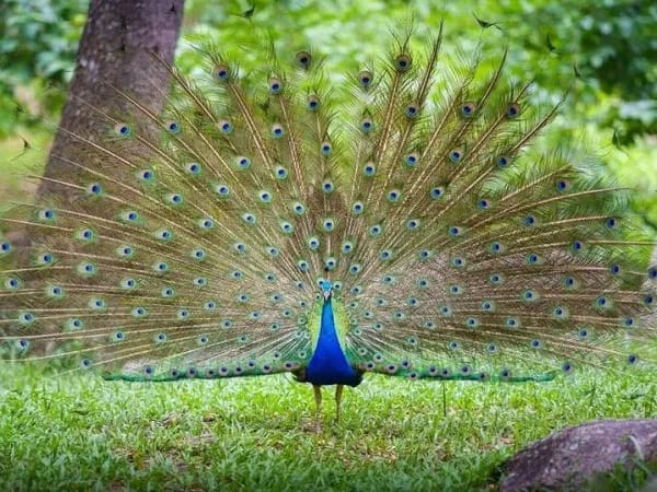 Mơ thấy con công là điềm tốt hay xấu?