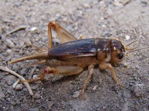 Con dế số mấy? Giải mã chi tiết theo quan niệm dân gian