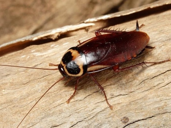 Luận giải thấy con gián số mấy mang tới may mắn tài lộc?