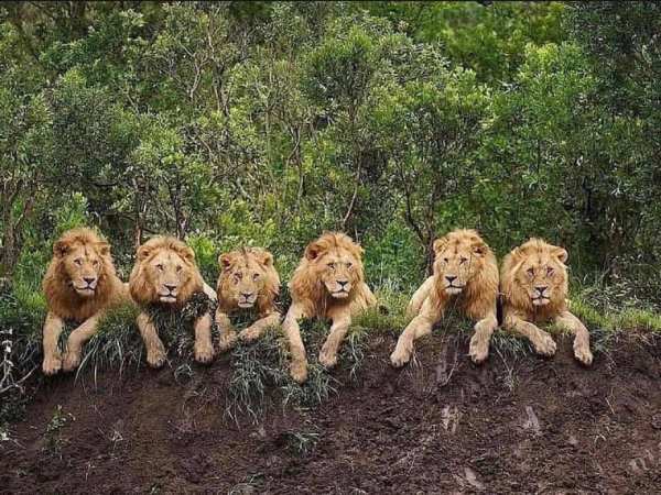 Giải mã con sư tử số mấy trong từng trường hợp