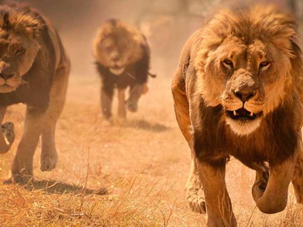 Con sư tử số mấy? Phân tích ý nghĩa con sư tử số gì chuẩn