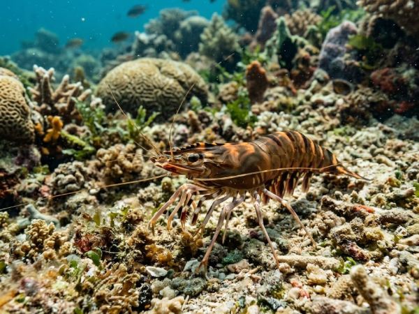 Luận giải con ốc số mấy có điềm báo ý nghĩa gì Luận giải con ốc số mấy có điềm báo ý nghĩa gì