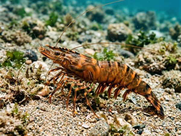 Luận giải con ốc số mấy có điềm báo ý nghĩa gì Luận giải con ốc số mấy có điềm báo ý nghĩa gì