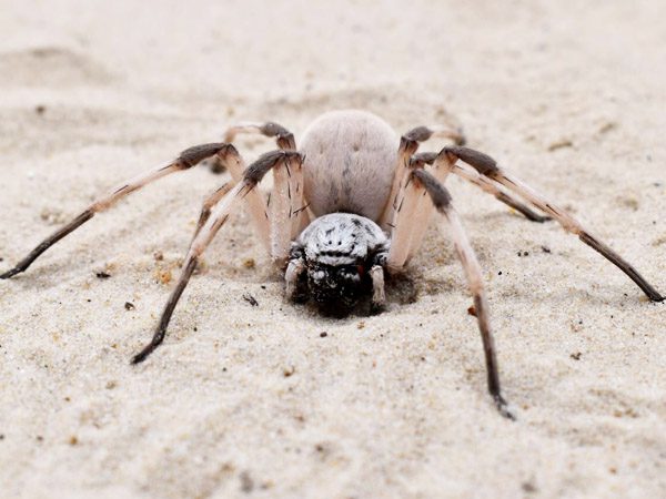 Con nhện số mấy, giải mã giấc mơ thấy con nhện là điềm gì? Con nhện số mấy, giải mã giấc mơ thấy con nhện là điềm gì?