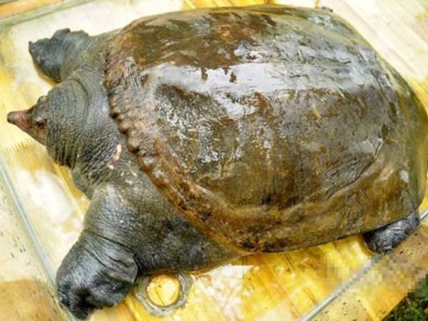 Mơ thấy ba ba chọn con gì? Gợi ý con số may mắn