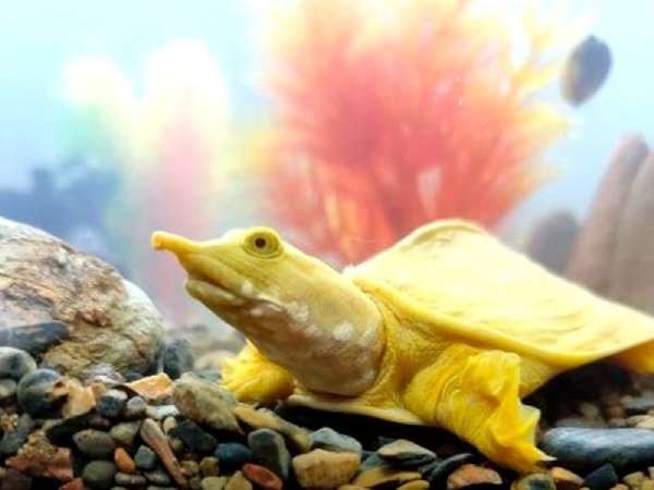 Mơ thấy ba ba là điềm gì, Giải mã ý nghĩa con số liên quan Mơ thấy ba ba là điềm gì, Giải mã ý nghĩa con số liên quan