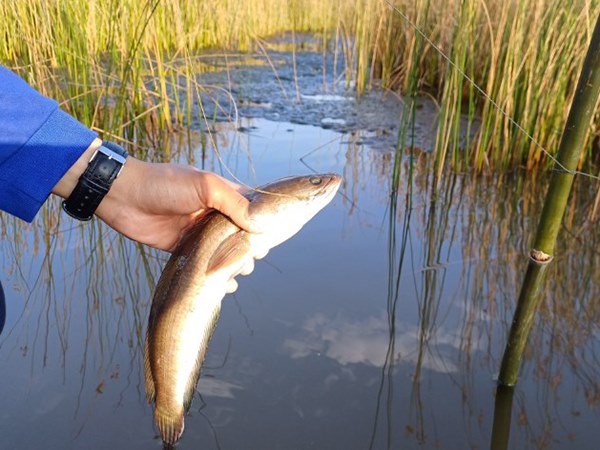 Giải mã nằm mơ thấy bắt cá lóc số mấy mang lộc lớn?