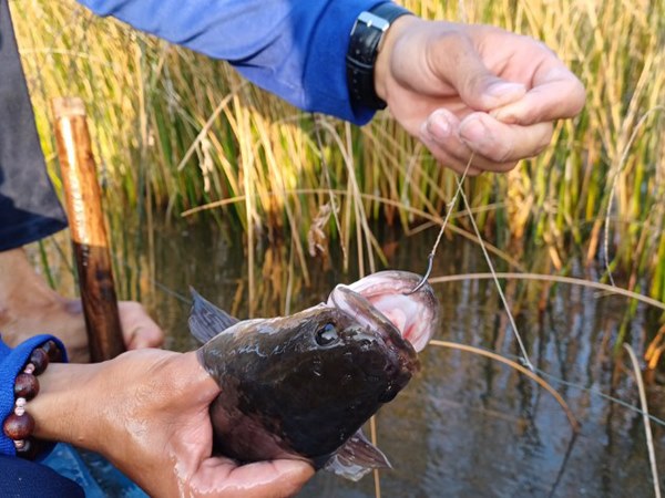 Giải mã nằm mơ thấy bắt cá lóc số mấy mang lộc lớn? Giải mã nằm mơ thấy bắt cá lóc số mấy mang lộc lớn?