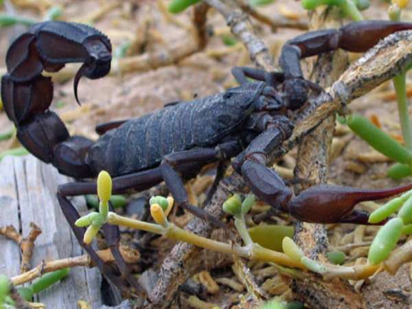 Mơ thấy bọ cạp là điềm gì? Giải mã theo từng trường hợp