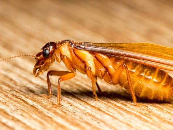 Mơ thấy con mối là điềm báo gì, chọn số nào tài lộc may mắn? Mơ thấy con mối là điềm báo gì, chọn số nào tài lộc may mắn?