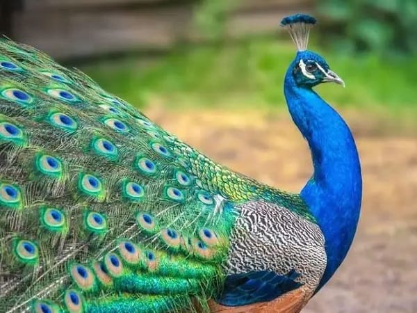 Bật mí con công số mấy và ý nghĩa con công trong giấc mơ