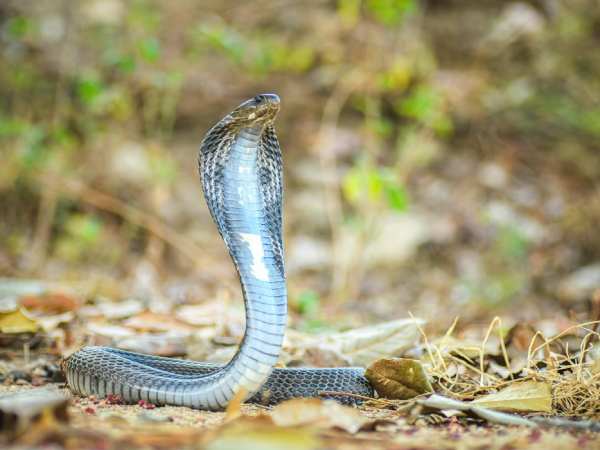 Phân tích rắn hổ mang là số mấy, số bao nhiêu hồng phúc?