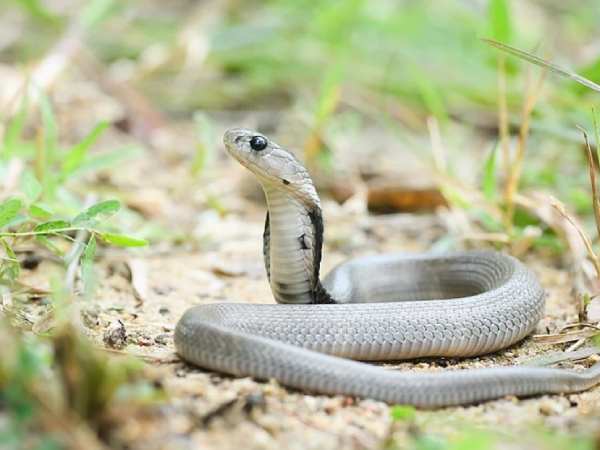 Phân tích ý nghĩa rắn hổ mang số mấy trong quan niệm dân gian