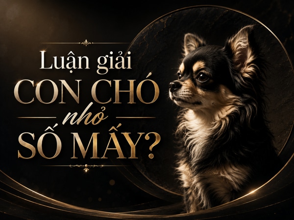 Chiêm nghiệm con chó nhỏ số mấy cho tài vận thăng hoa?