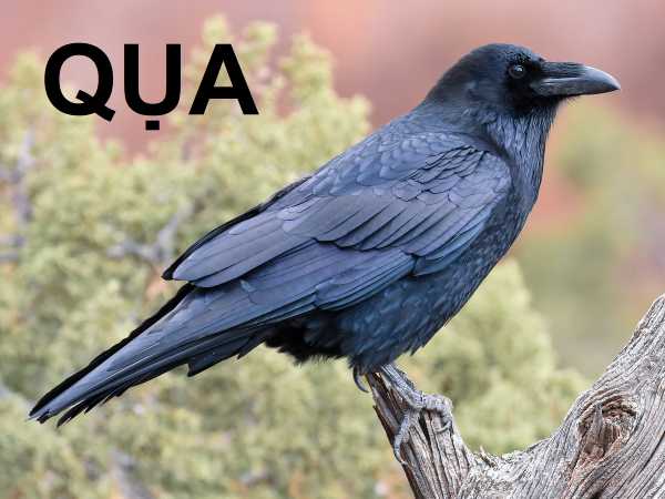 Con quạ số mấy? Luận giải điềm báo và con số tài lộc may mắn