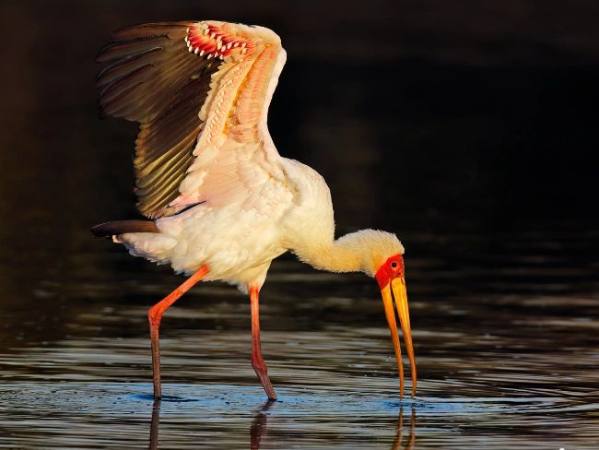 Con cò số mấy, những điều thú vị mà không phải ai cũng biết