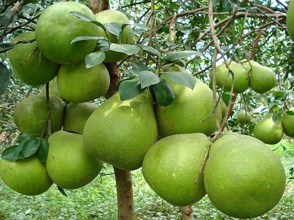 Nằm mơ thấy cây bưởi lâu năm