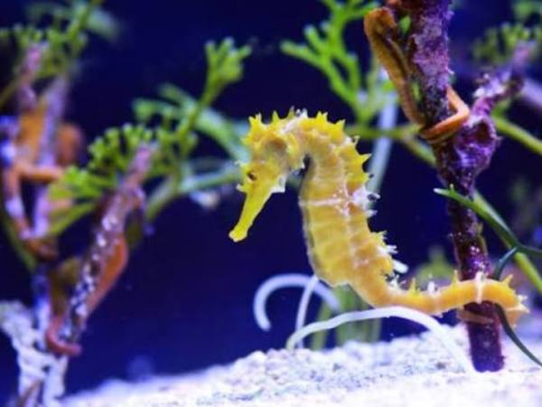 Ý nghĩa cá ngựa trong phong thủy và cuộc sống